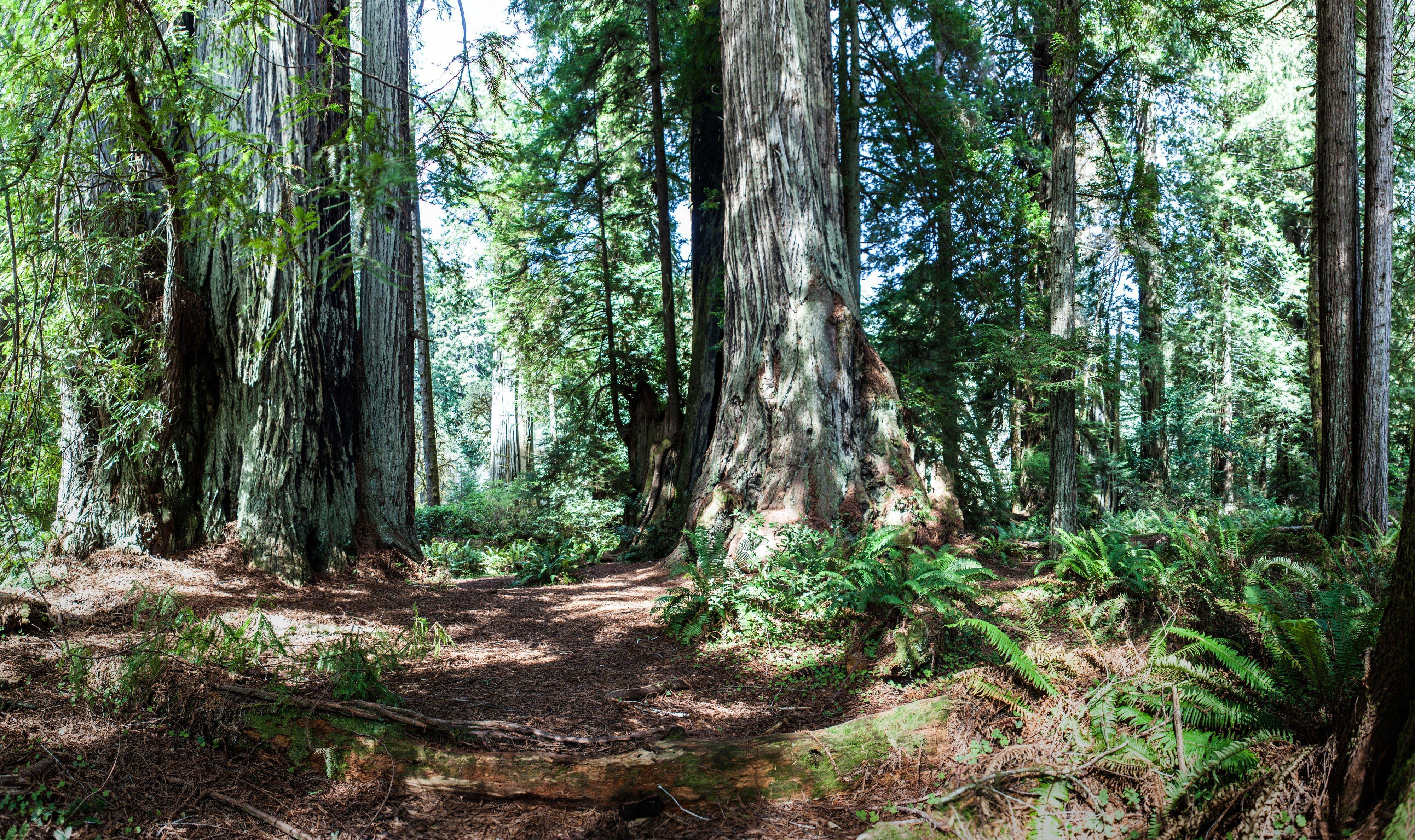 Holiday Inn Express Redwood National Park By Ihg Klamath Eksteriør billede