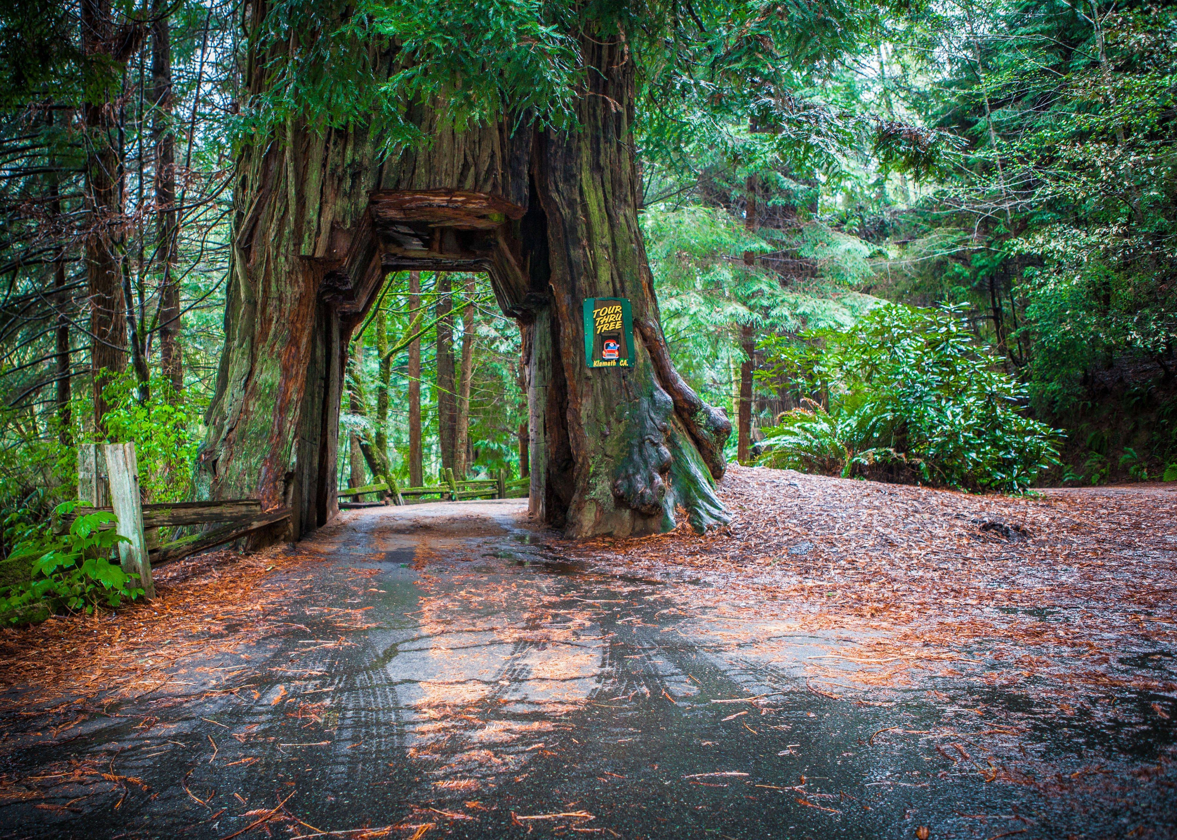 Holiday Inn Express Redwood National Park By Ihg Klamath Eksteriør billede